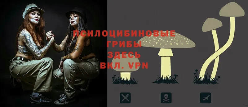 Псилоцибиновые грибы Psilocybe  Калининец 